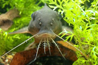 Synodontis decorus