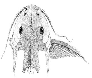 Synodontis depauwi