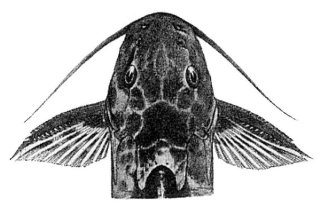Synodontis dorsomaculatus