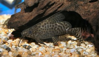 Synodontis eupterus