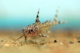 Synodontis eupterus