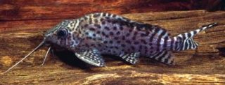 Synodontis eupterus