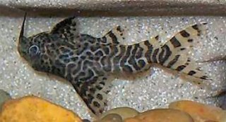 Synodontis eupterus