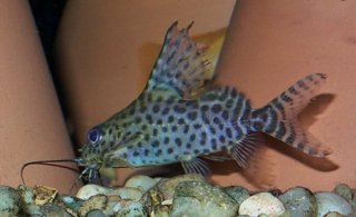 Synodontis eupterus