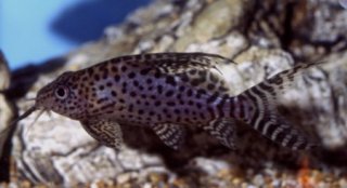 Synodontis eupterus