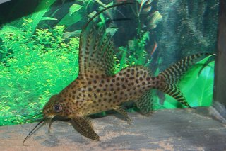 Synodontis eupterus