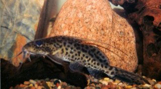 Synodontis filamentosus