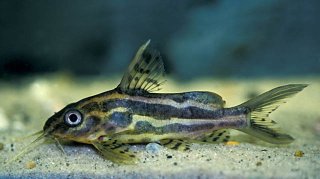 Synodontis flavitaeniatus