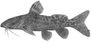 Synodontis gobroni