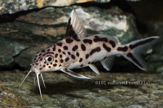 Synodontis grandiops