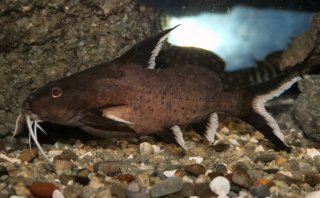 Synodontis granulosus