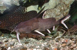 Synodontis granulosus