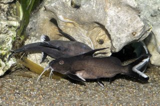 Synodontis granulosus