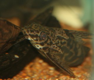 Synodontis greshoffi