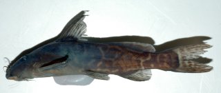 Synodontis haugi