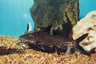 Synodontis irsacae