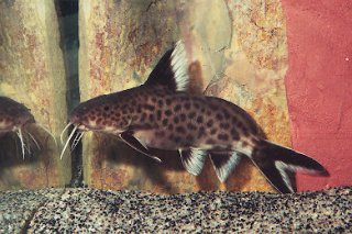 Synodontis irsacae