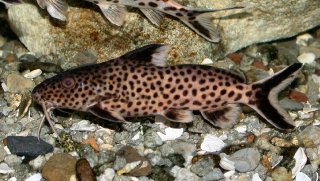 Synodontis irsacae