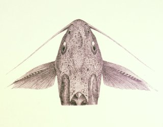Synodontis khartoumensis
