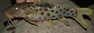 Synodontis longirostris