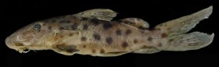 Synodontis longirostris