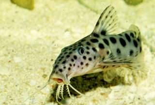 Synodontis longirostris