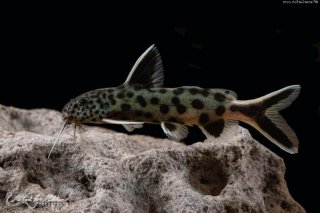 Synodontis lucipinnis