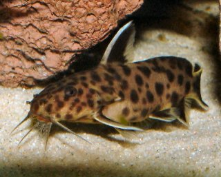 Synodontis lucipinnis