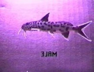 Synodontis lucipinnis