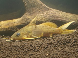 Synodontis macrops