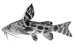 Synodontis macrostigma