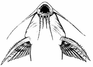 Synodontis marmoratus