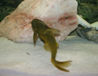 Synodontis melanostictus