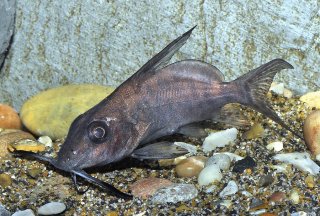 Synodontis membranaceus