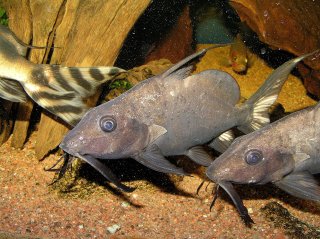 Synodontis membranaceus