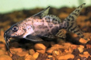 Synodontis membranaceus