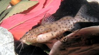 Synodontis nigrita