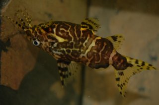 Synodontis nigriventris