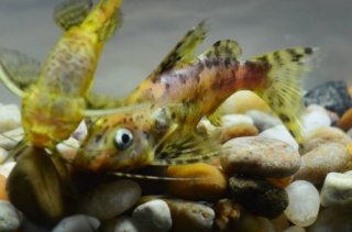 Synodontis nigriventris