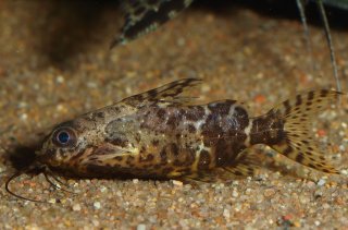 Synodontis nigriventris