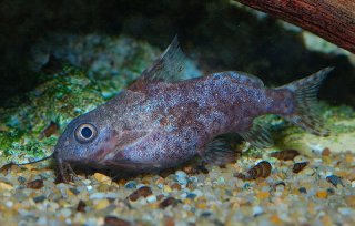 Synodontis nigriventris