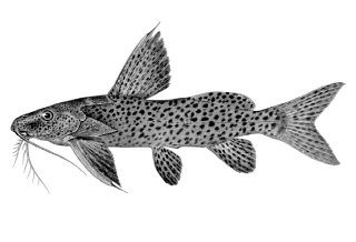 Synodontis nigromaculatus