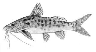 Synodontis njassae