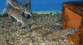 Synodontis njassae