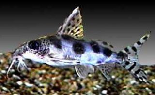 Synodontis nummifer