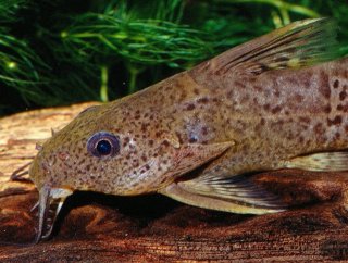 Synodontis obesus