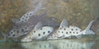 Synodontis ocellifer