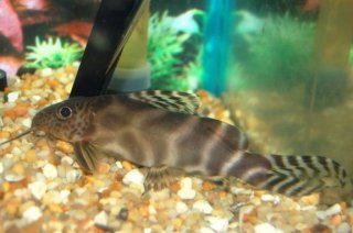 Synodontis ornatipinnis