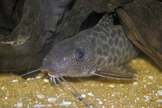 Synodontis pardalis