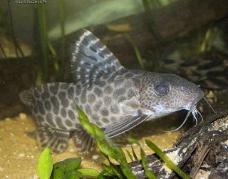 Synodontis pardalis